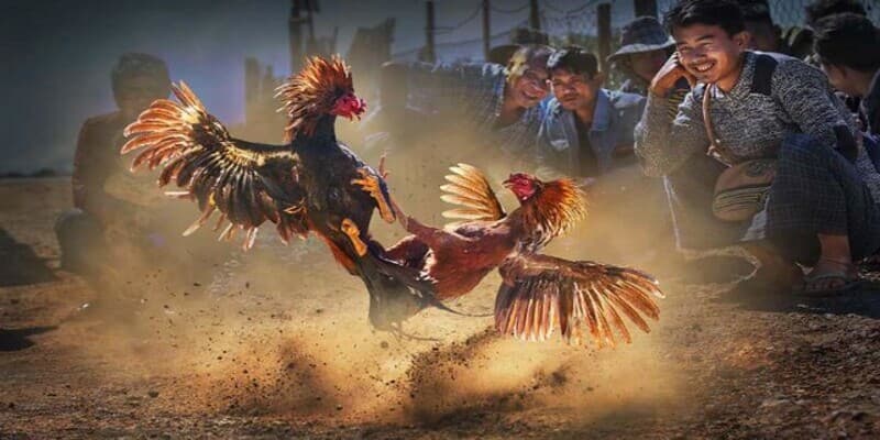 Đá gà EE88 Tại sao nên chọn đá gà EE88?